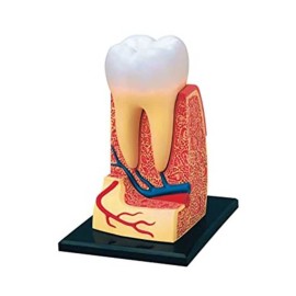 Molar Didáctico