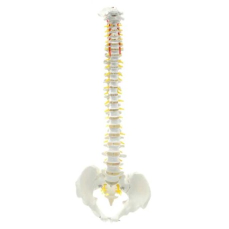 Columna Vertebral Didáctica