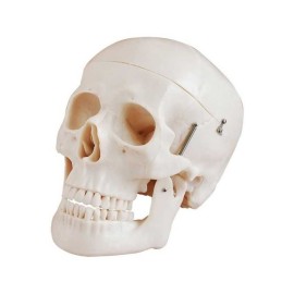 Cráneo Humano Tamaño Real