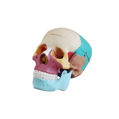 Cráneo Humano Tamaño Real  Colores