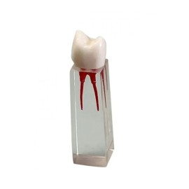 Cubos De Endodoncia