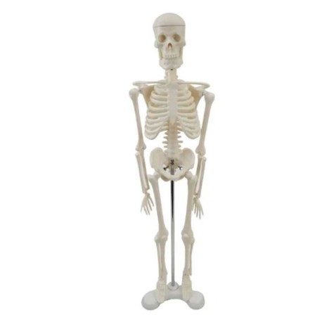 Esqueleto Humano a Escala Didáctico